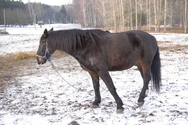 one black horse in the snow