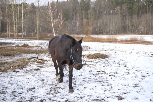 istock one black horse in the snow 908726722