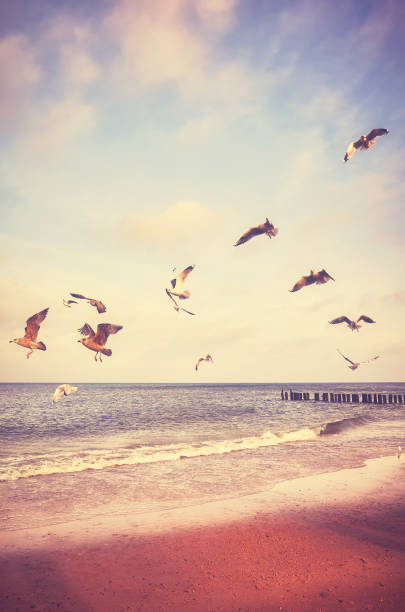 istock Birds flying above a beach at sunset. 908727006