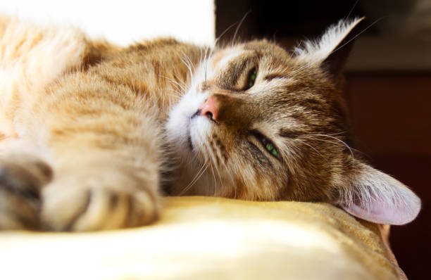istock Beautiful domestic lazy cat 908729428