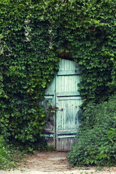 istock A vintage door with padlock is ivy covered. 908729606