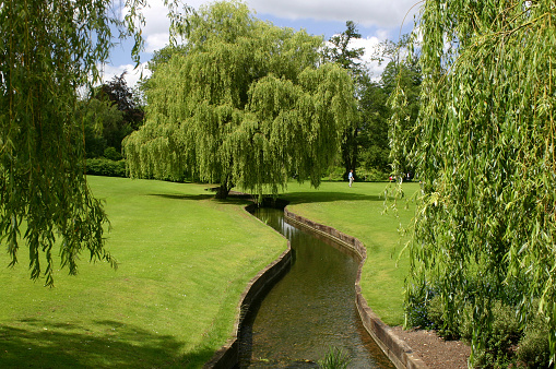 Willow trees in the park with blue sky