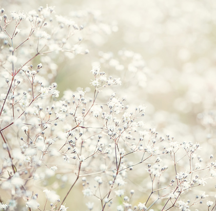 White pastel toned flowers, close up image