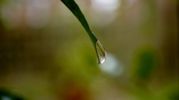 istock Droplet of Water at End of Leaf 908731686