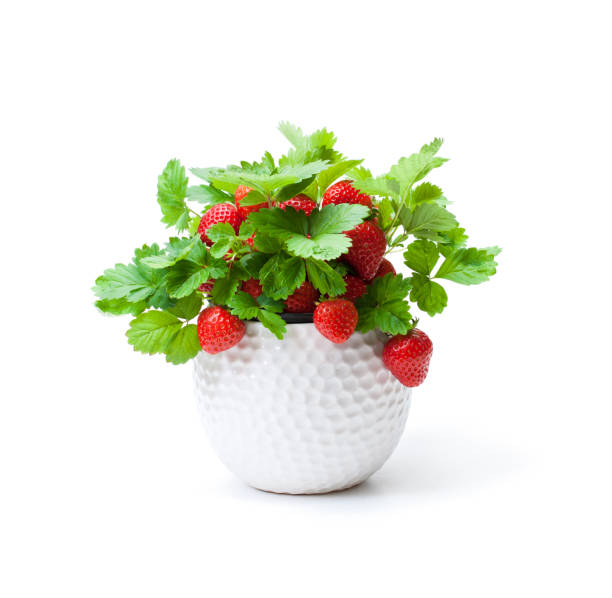 화이트에 고립 된 작은 냄비에 딸기와 딸기 식물. 거 대 한 추수의 개념입니다. - strawberry plant bush cultivated 뉴스 사진 이미지