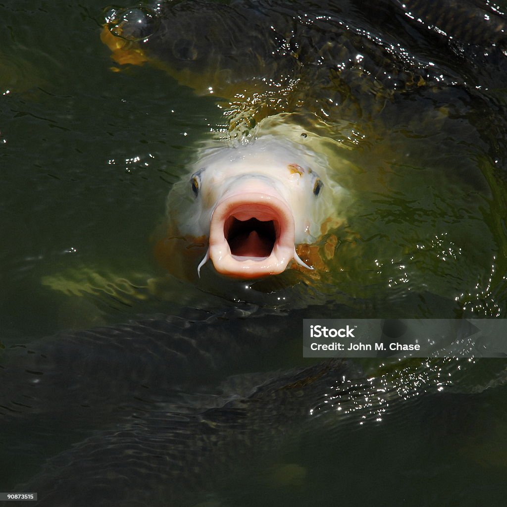Blanco peces Koi - Foto de stock de Abierto libre de derechos