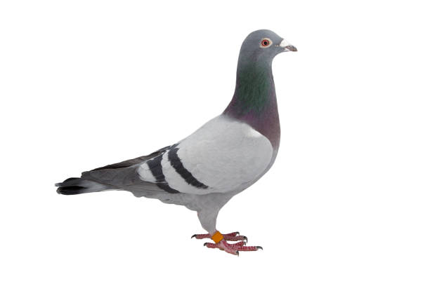 istock close up of speed racing pigeon bird isolate white background 908736912