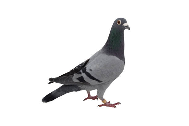 istock close up of speed racing pigeon bird isolate white background 908736980