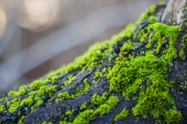 istock Green moss on the tree in sunny weather 908736990