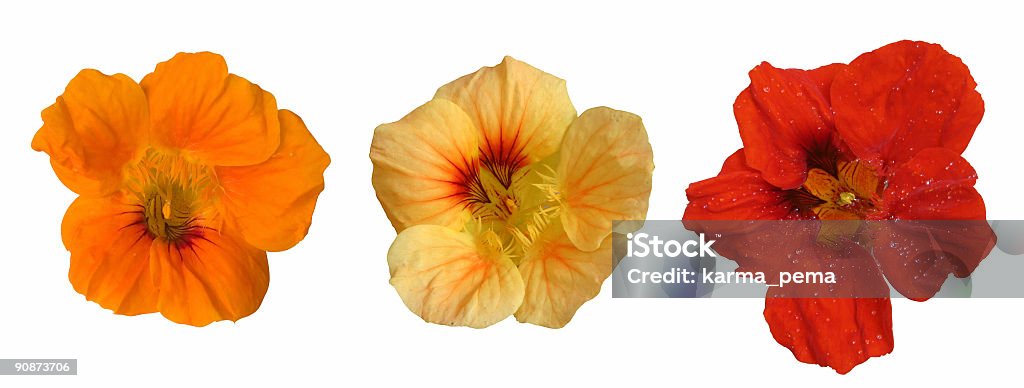 Tre fiori teste - Foto stock royalty-free di Nasturzio