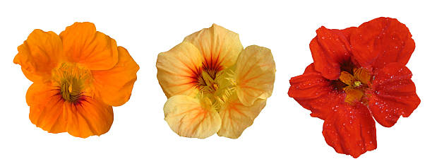 Three flower heads stock photo