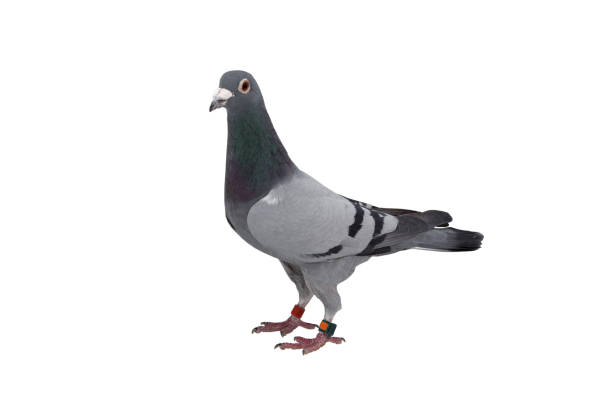 istock close up of speed racing pigeon bird isolate white background 908737130