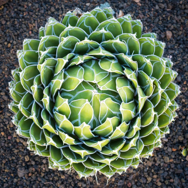istock Queen Victoria Agave  - round agave plant 908737466