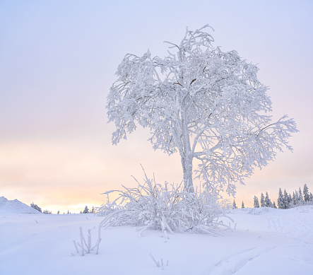 January after heavy snowfall a tree covered in snow with beatiful pastel colored sky at dusk. Øvresetertjern