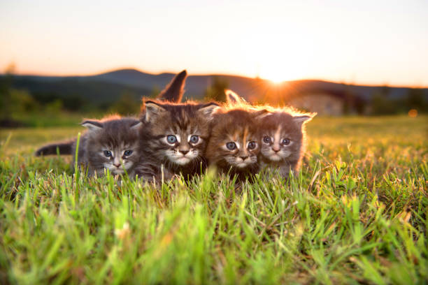 istock four little kittens on green grass 908738228