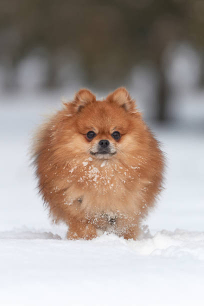 istock Pomeranian spitz in winter day 908741652