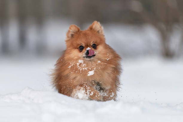 istock Pomeranian spitz in winter day 908741658