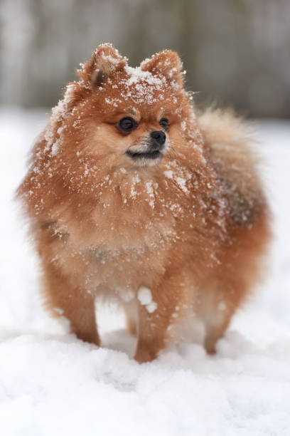 istock Pomeranian spitz in winter day 908741662