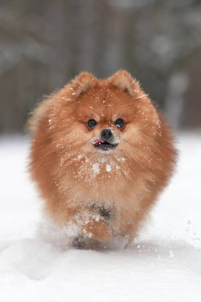 istock Pomeranian spitz in winter day 908741670