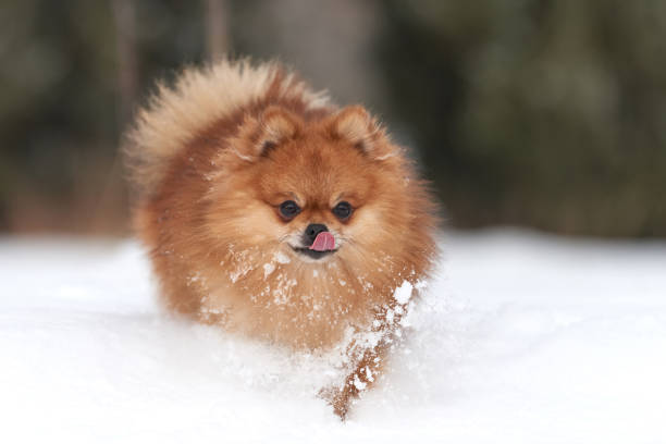 istock Pomeranian spitz in winter day 908742108