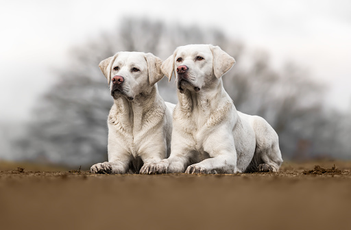 two sister dogs from the same dog breed looking pretty