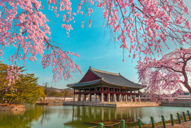 gyeongbokgung palace con flor de cerezo en primavera - south corea fotografías e imágenes de stock