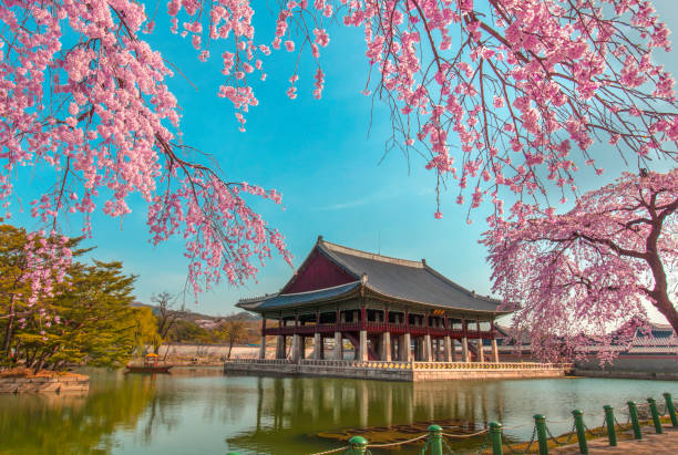 istock Gyeongbokgung Palace with cherry blossom in spring, 908748356