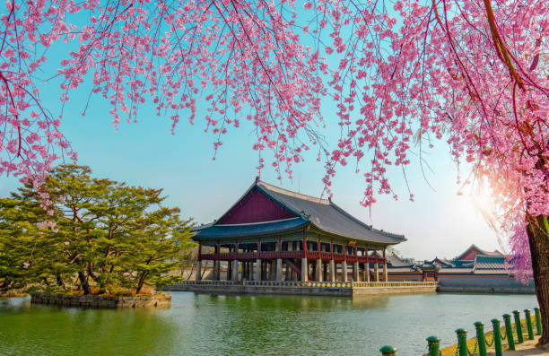 istock Gyeongbokgung Palace with cherry blossom in spring, 908748358