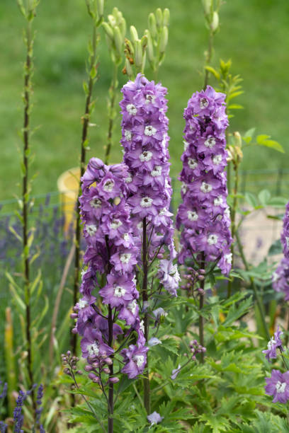 istock Purple Delphinium Flower in Garden 908749598