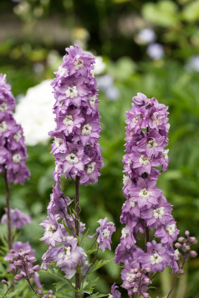 istock Purple Delphinium Flower in Garden 908749610