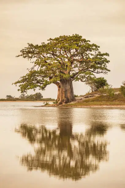 A baobab tree on an island is reflected in the water of a salt marsh.