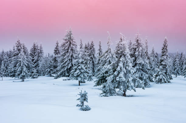 istock Winter forest in Beskidy mountains, Poland 908753238