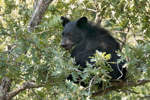 istock Black bear cub on tree top eating acorns Waterton Canyon Littleton Colorado 908756018