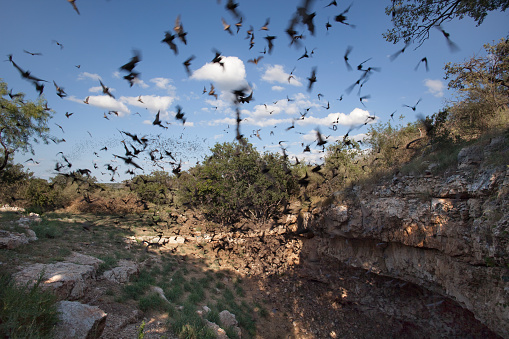 Mexican free-tailed bats fly outside the Eckert James River Bat Cave Preserve for a night of consuming insects in the Texas Hill Country west of Austin where more than one million bats emerge during summer evenings.