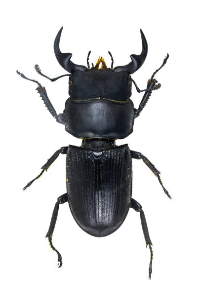 istock Close-Up Of Black Insect Over White Background 908761794