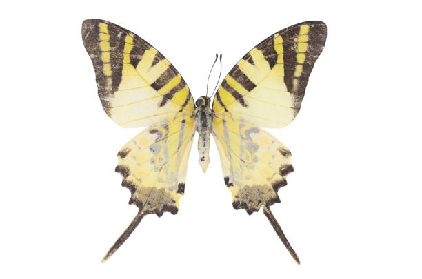 istock Close-Up Of Butterfly Over White Background 908763896