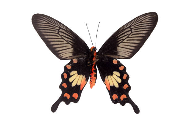 istock Close-Up Of Butterfly Over White Background 908768642
