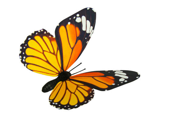istock Close-Up Of Butterfly Over White Background 908770958