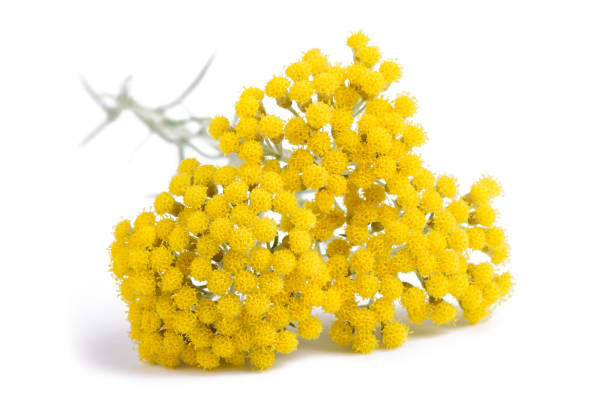 Foto de Helichrysum Amarelo Flores e mais fotos de stock de Perpétua -  Perpétua, Eternidade, Flor - iStock