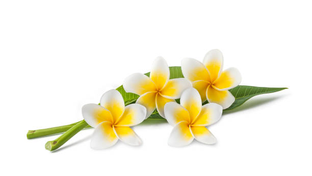 Frangipani flowers and leaves Frangipani flowers with leaves isolated on white plumeria stock pictures, royalty-free photos & images