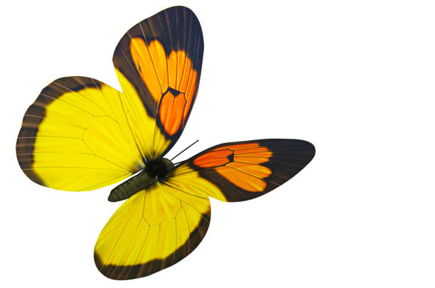 흰색 배경 위에 나비의 클로즈업 - yellow butterfly 뉴스 사진 이미지
