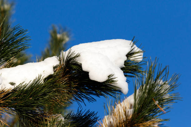 istock White snow on green pine branch 908778646
