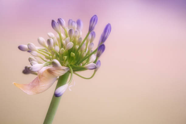 Beautiful African Lily (Agapanthus) on Pink Background with copyspace.