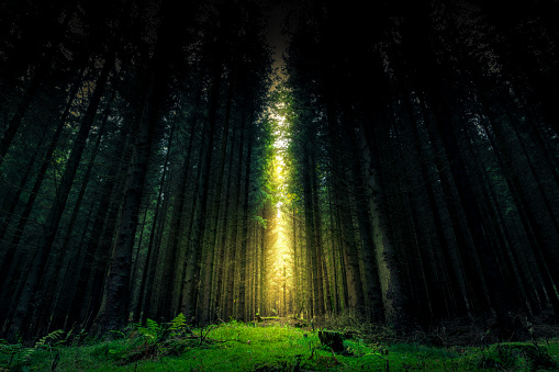 Sunlight through pine trees in Slovenia. Photographed in medium format.
