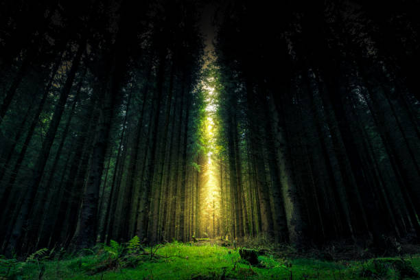 красивый мистический лес и солнечный луч - фэнтези вуд - forest dark woods spooky стоковые фото и изображения