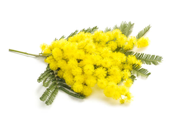istock Yellow Mimosa flowers 908786384