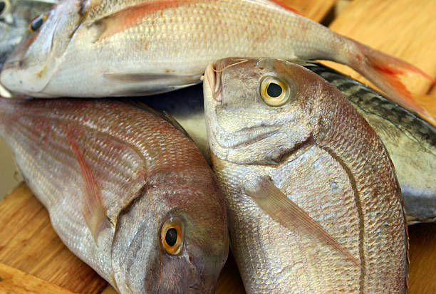 comune di pandora - fish catch of fish seafood red snapper foto e immagini stock