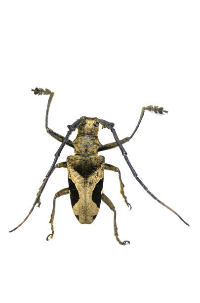 istock Close-Up Of Insect Over White Background 908787722