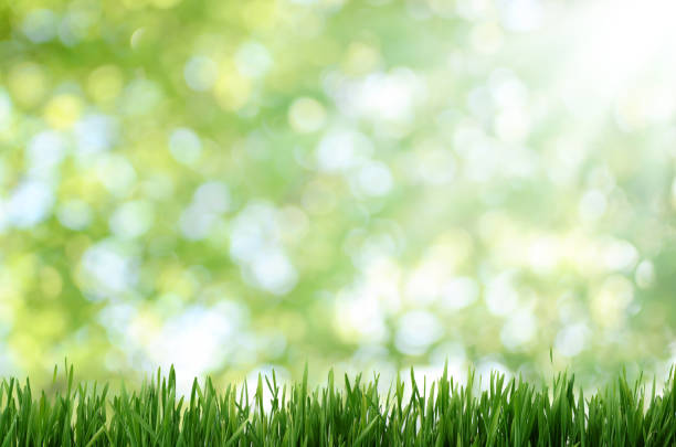 istock Close-Up Of Grassy Field At Park 908797392