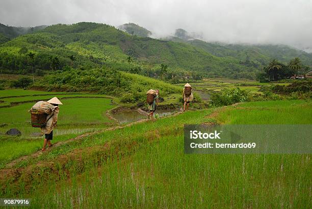 Pole Ryżowe I Pracowników W Wietnamie - zdjęcia stockowe i więcej obrazów Pole ryżowe - Pole ryżowe, Ryż - Roślina zbożowa, Wietnam